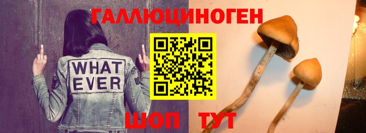 Галлюциногенные грибы GOLDEN TEACHER  Псилоцибиновые грибы мицелий  Вход с VPN  Петровск 